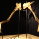 Imagen para el artículo titulado El dinosaurio de "brazos" gigantes ya tiene cuerpo 50 años después